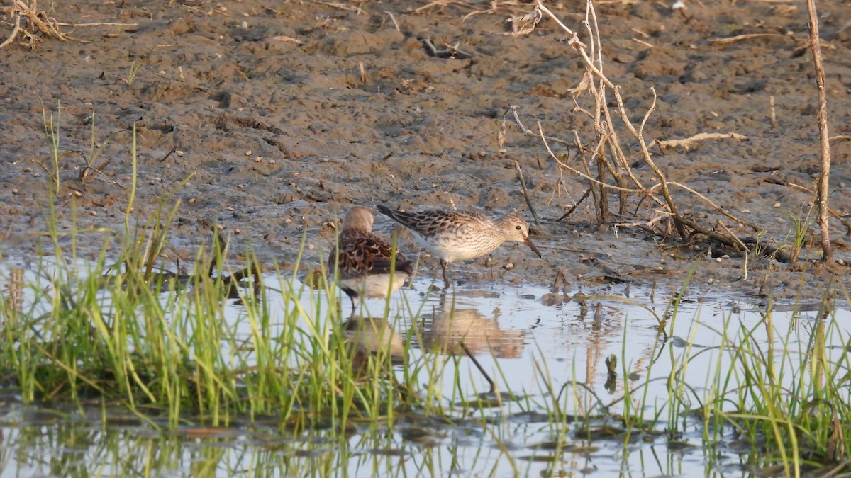 White-rumped Sandpiper - ML619731297