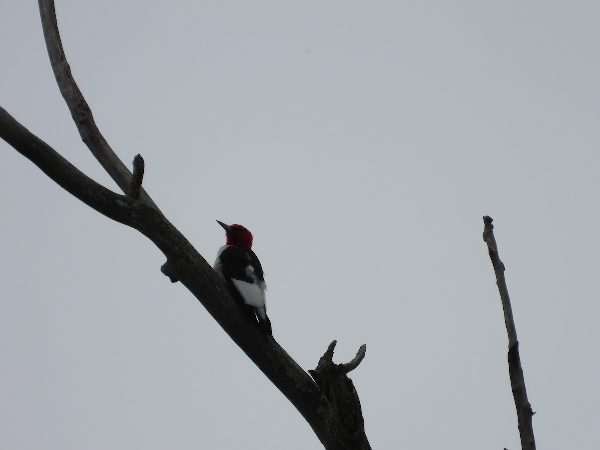 Red-headed Woodpecker - rita laurance