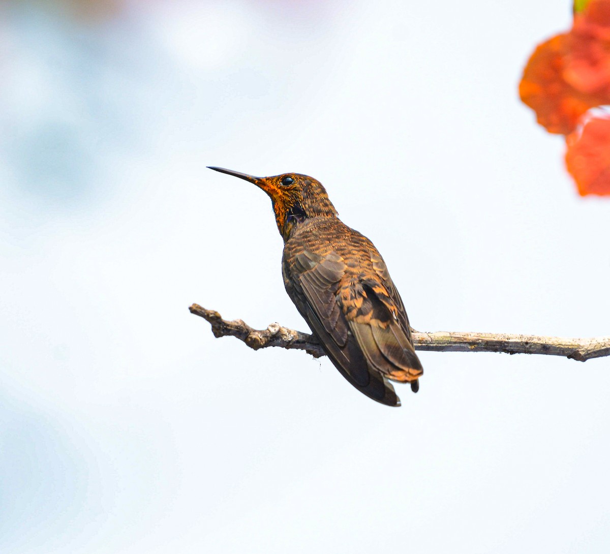 Brown Violetear - ML619731328