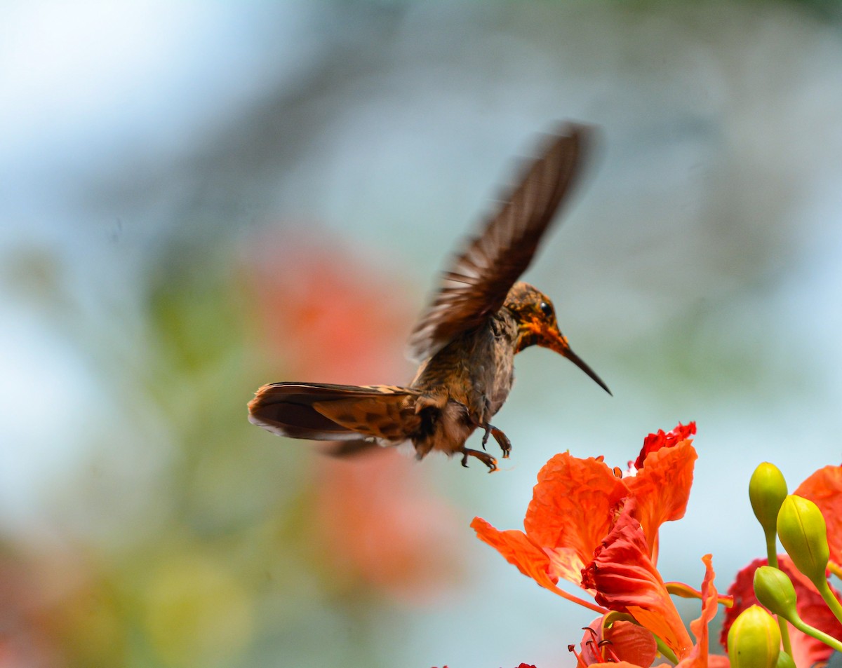 Brown Violetear - ML619731329