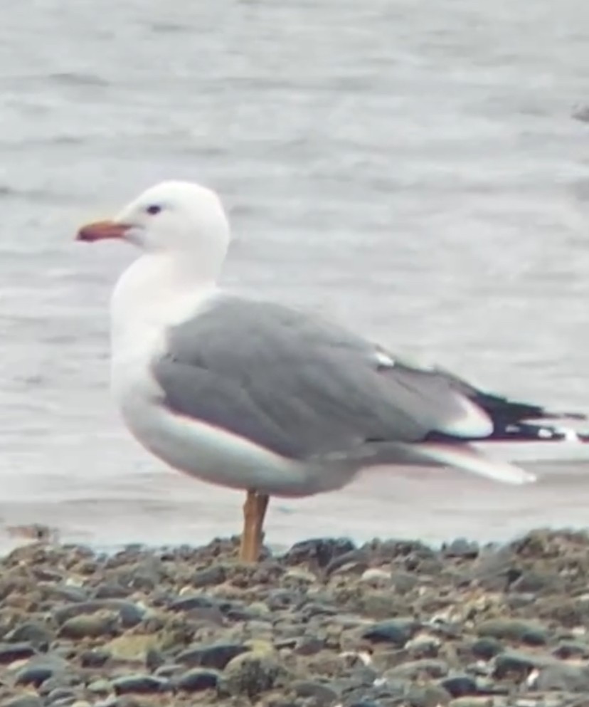 California Gull - ML619731398