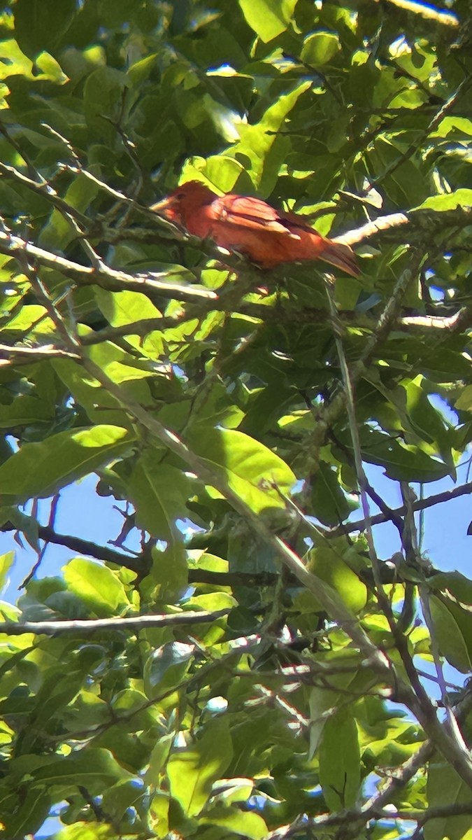 Piranga Roja - ML619731408