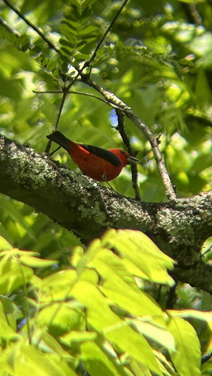 Scarlet Tanager - ML619731416