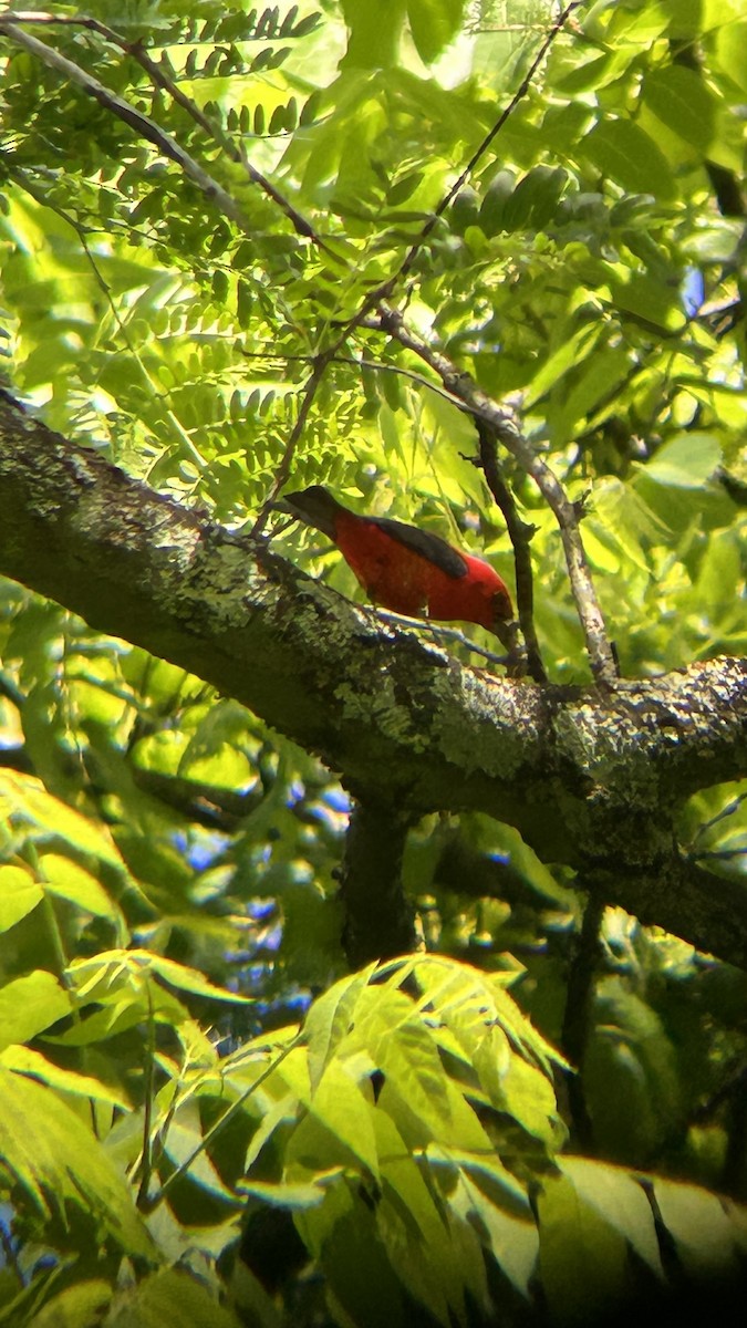Scarlet Tanager - ML619731417