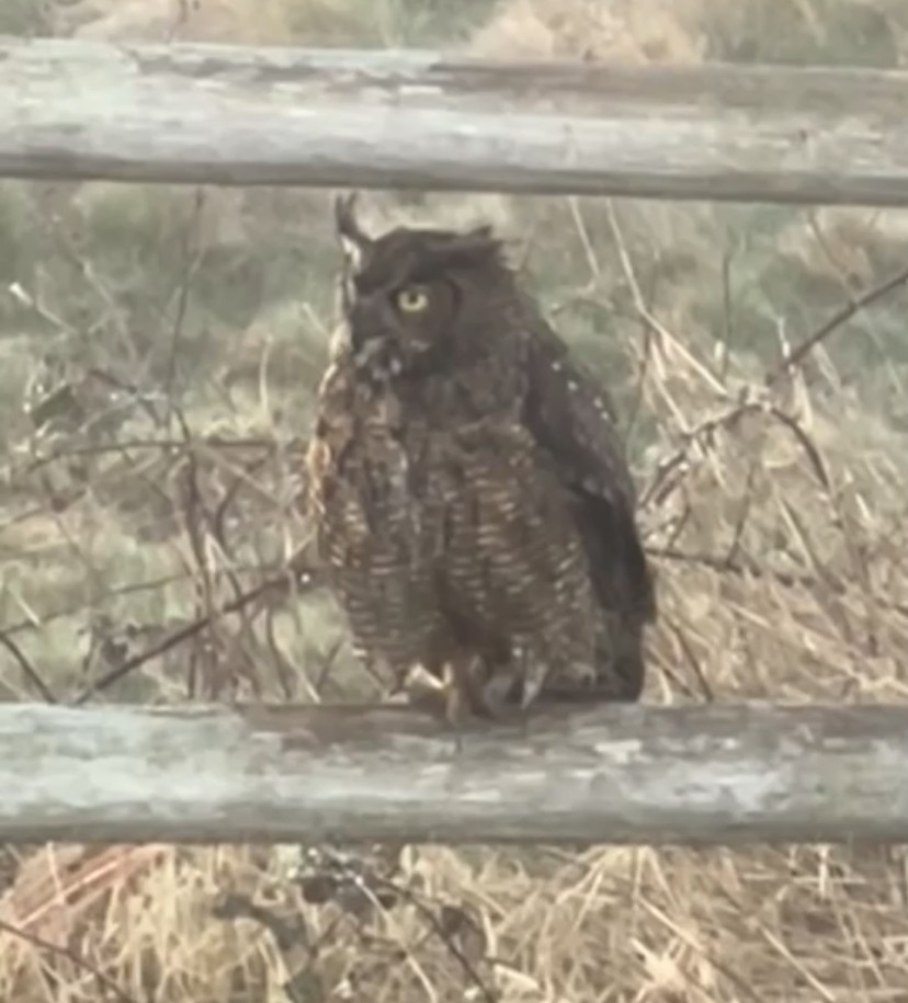 Great Horned Owl - ML619731430