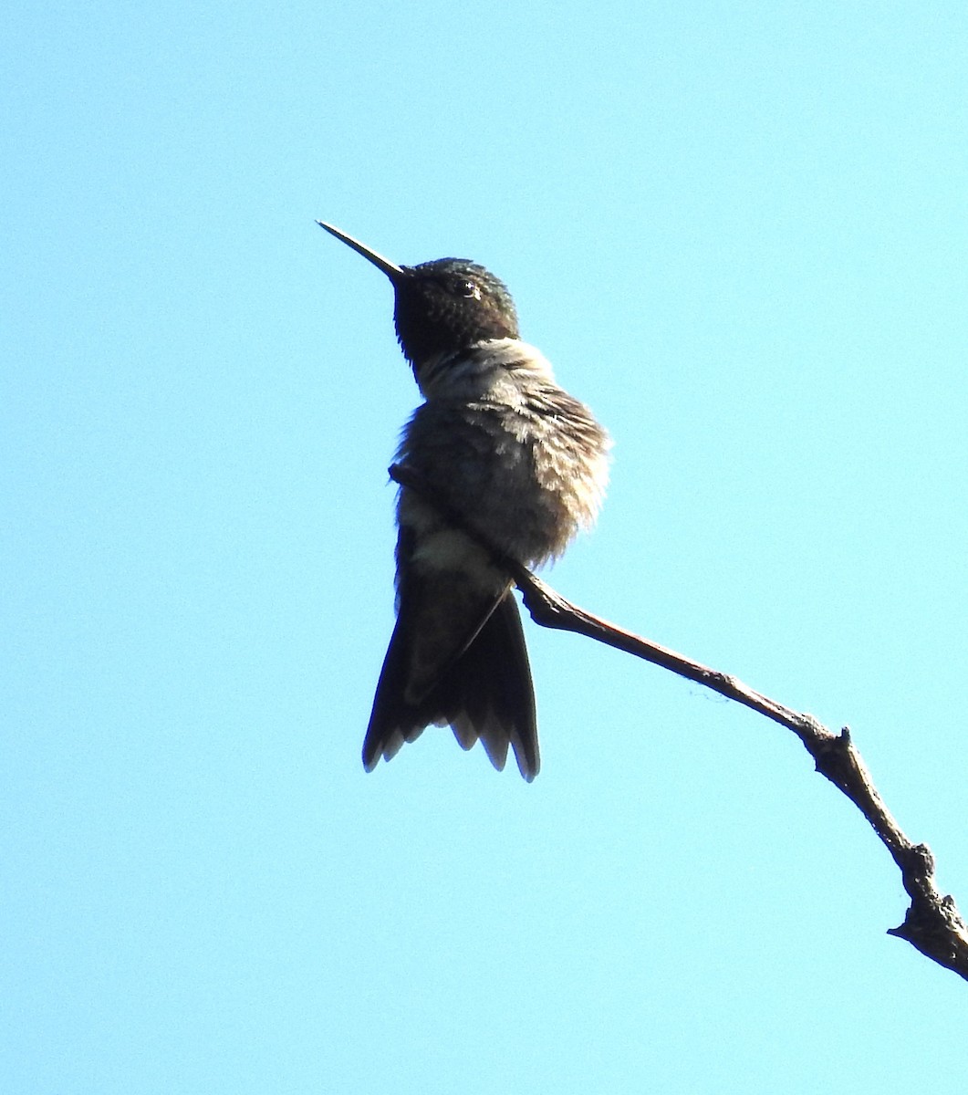 Colibri à gorge rubis - ML619731437