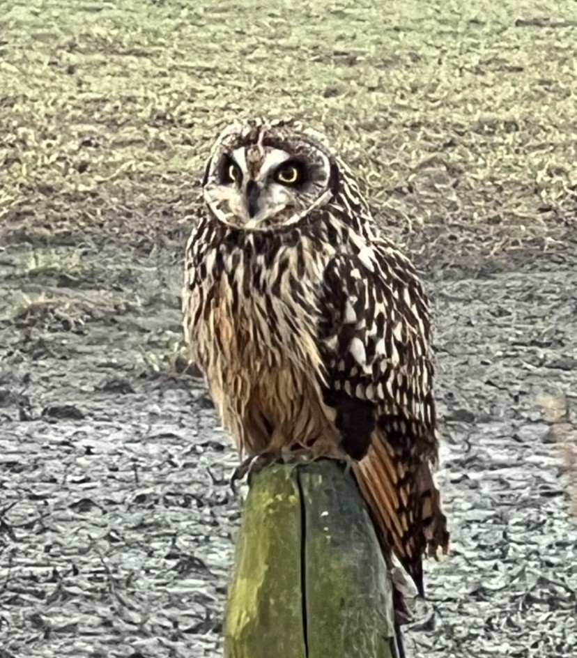 Short-eared Owl - ML619731460