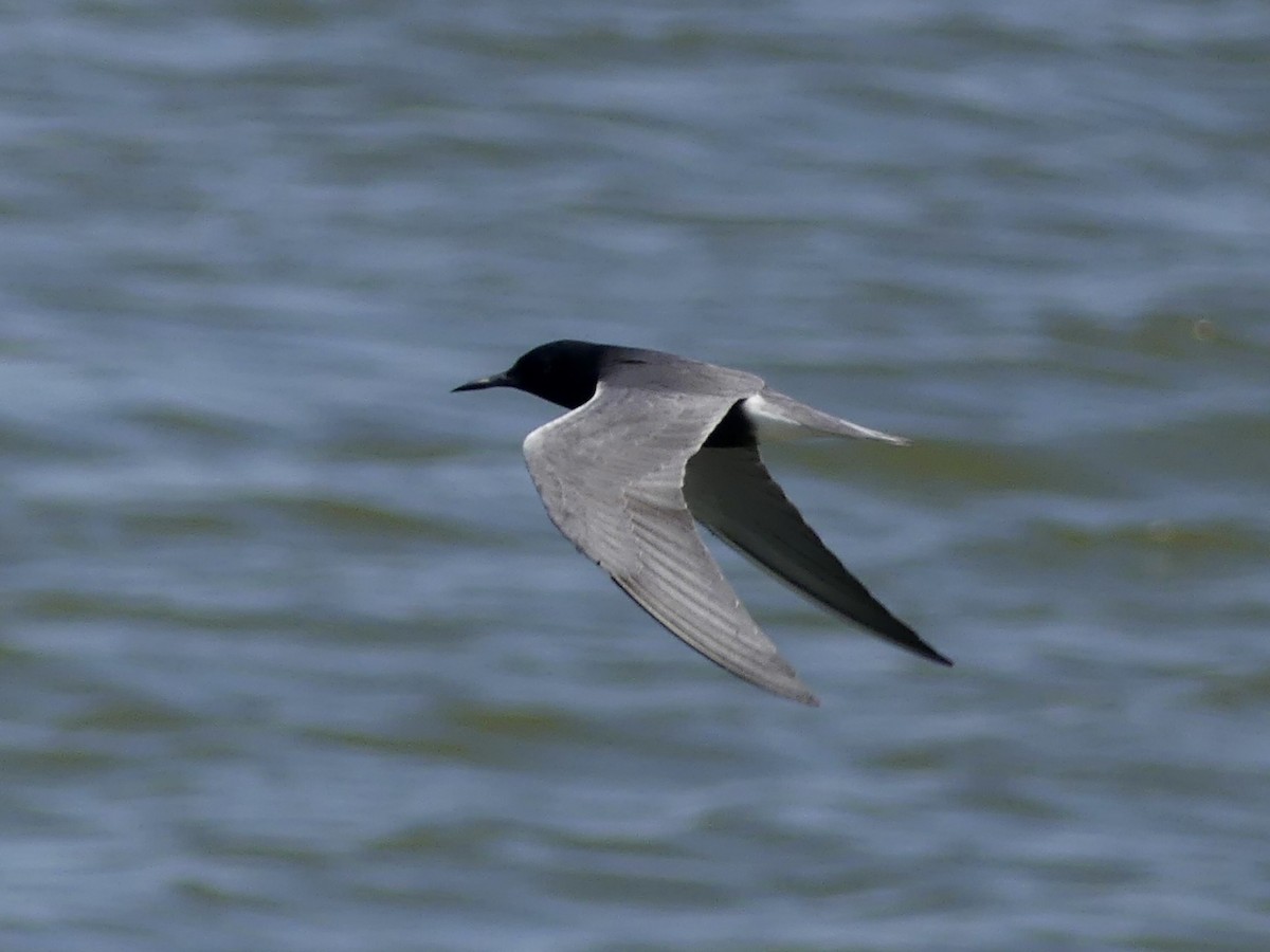 Black Tern - ML619731504