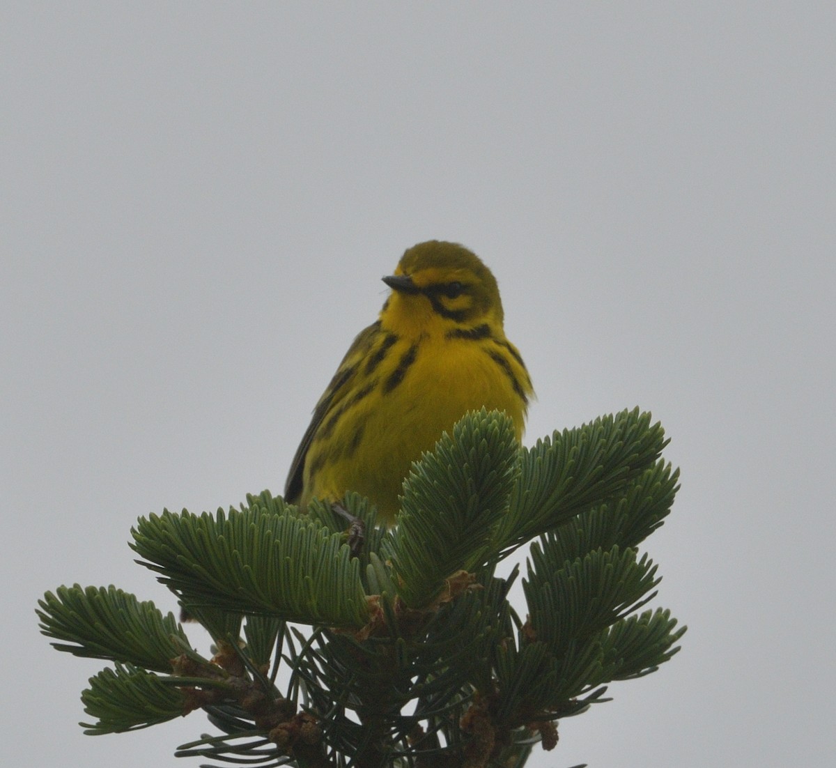 Prairie Warbler - Woody Gillies