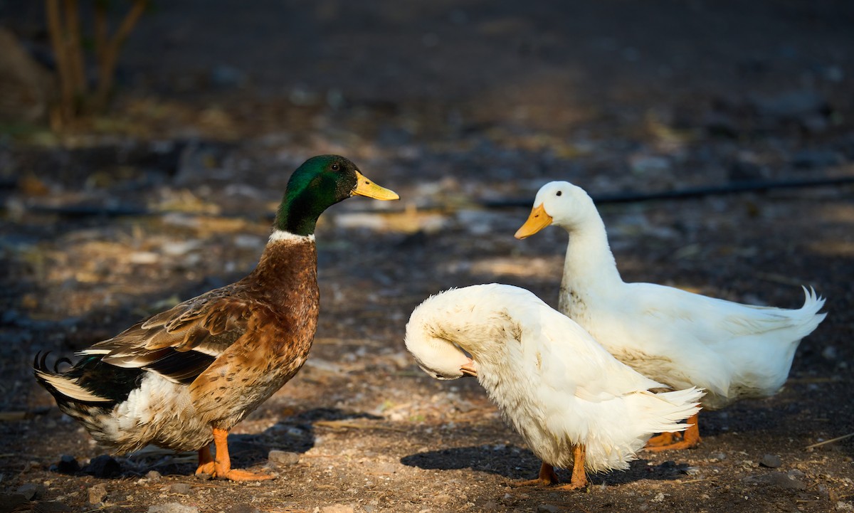 Mallard (Domestic type) - ML619731540