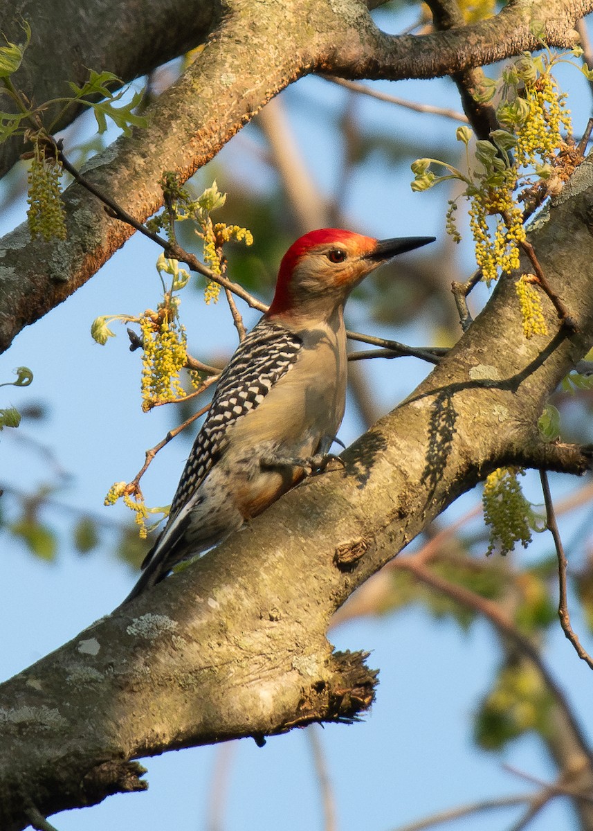 Red-bellied Woodpecker - Ryan Dolan