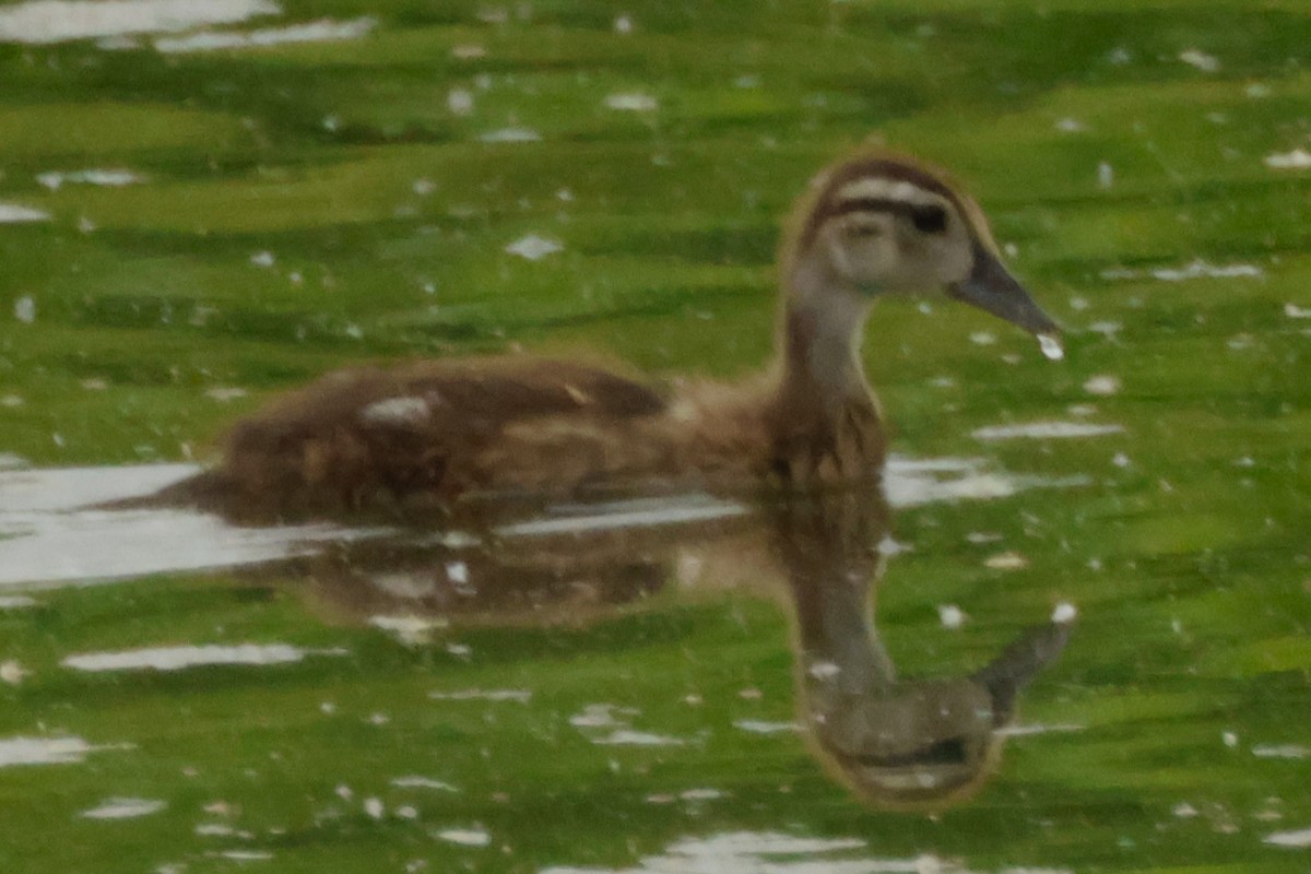 Wood Duck - ML619731595