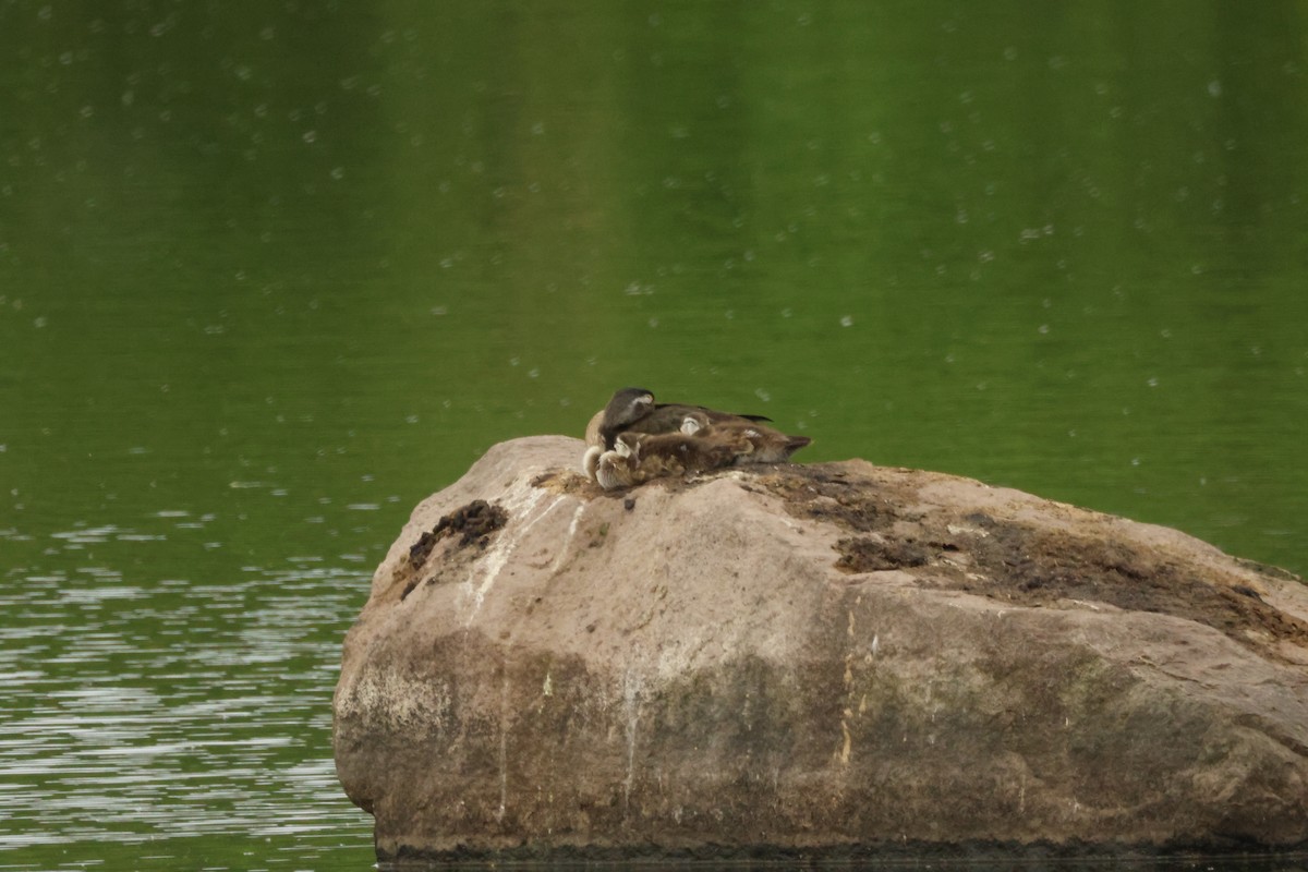 Wood Duck - ML619731621