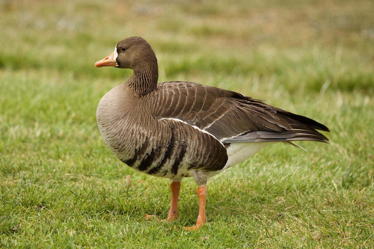 Greater White-fronted Goose - ML619731626