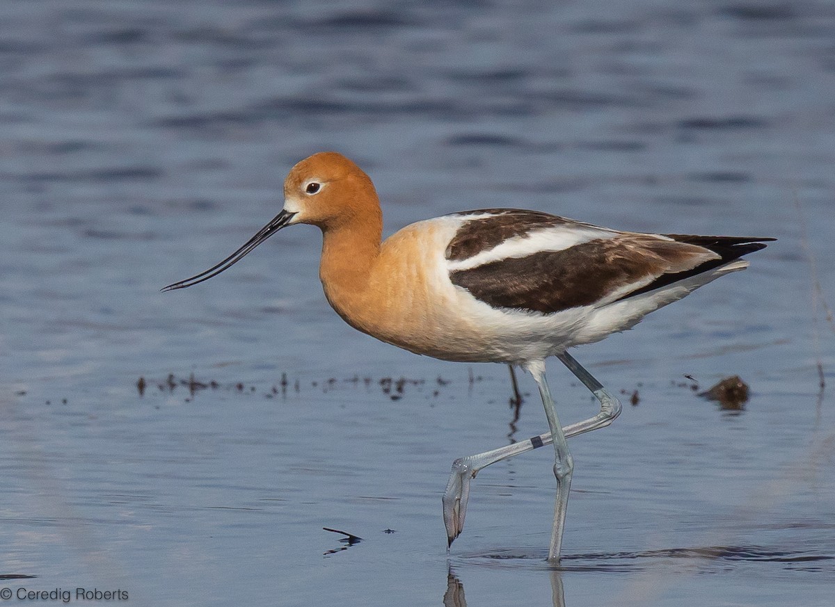 American Avocet - ML619731653