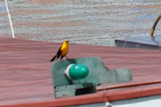 Yellow-hooded Blackbird - ML619731664