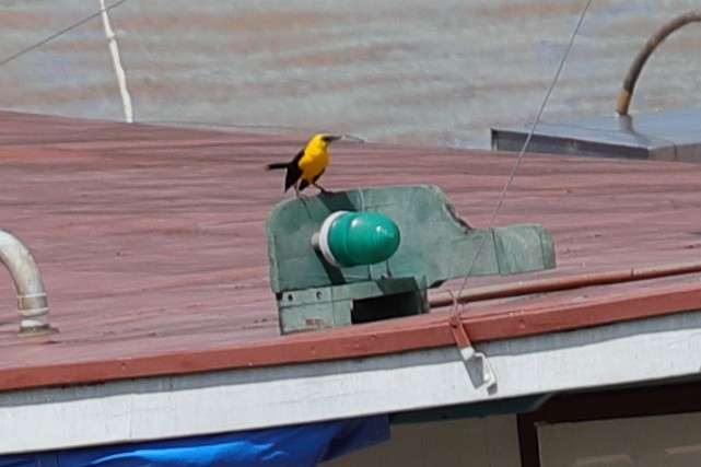 Yellow-hooded Blackbird - ML619731666