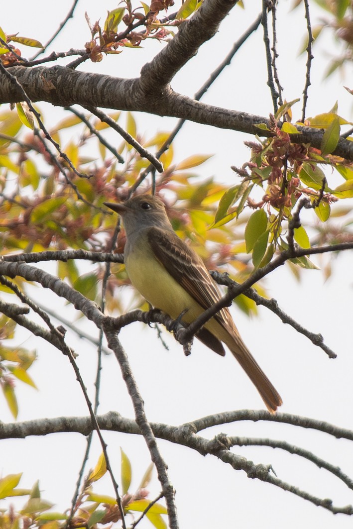 Great Crested Flycatcher - ML619731670