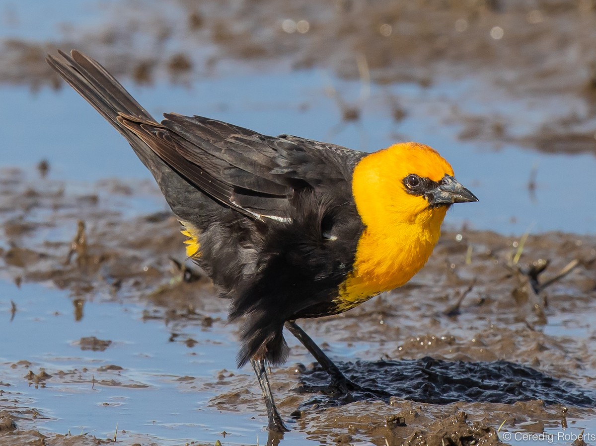 Yellow-headed Blackbird - ML619731698