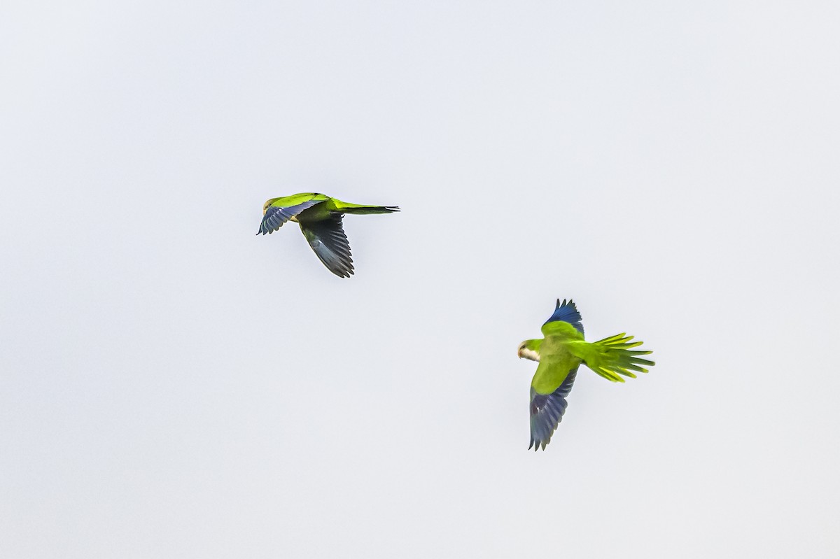 Monk Parakeet - ML619731724