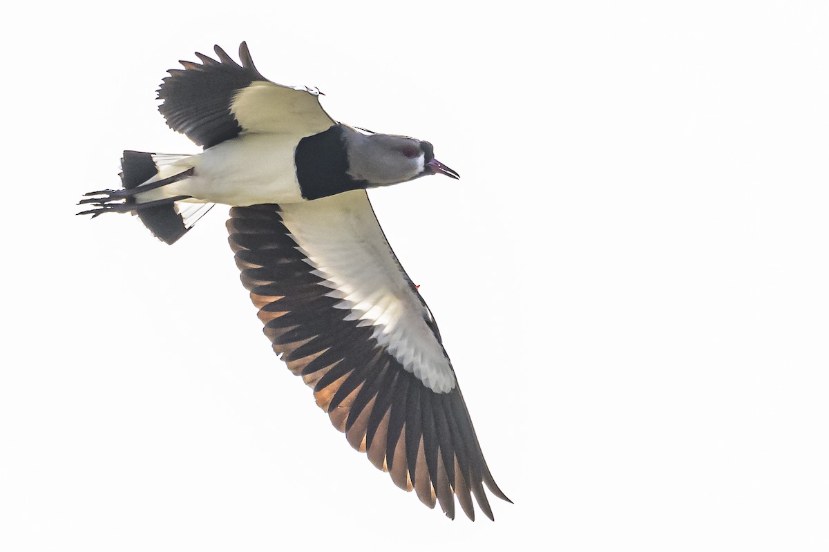 Southern Lapwing - ML619731738