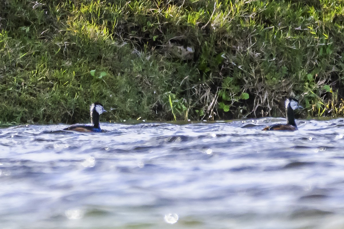 White-tufted Grebe - ML619731763