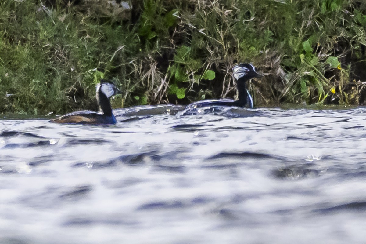 White-tufted Grebe - ML619731766