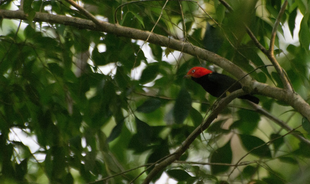 Red-capped Manakin - ML619731850