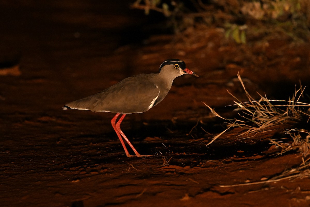 Crowned Lapwing - ML619731919
