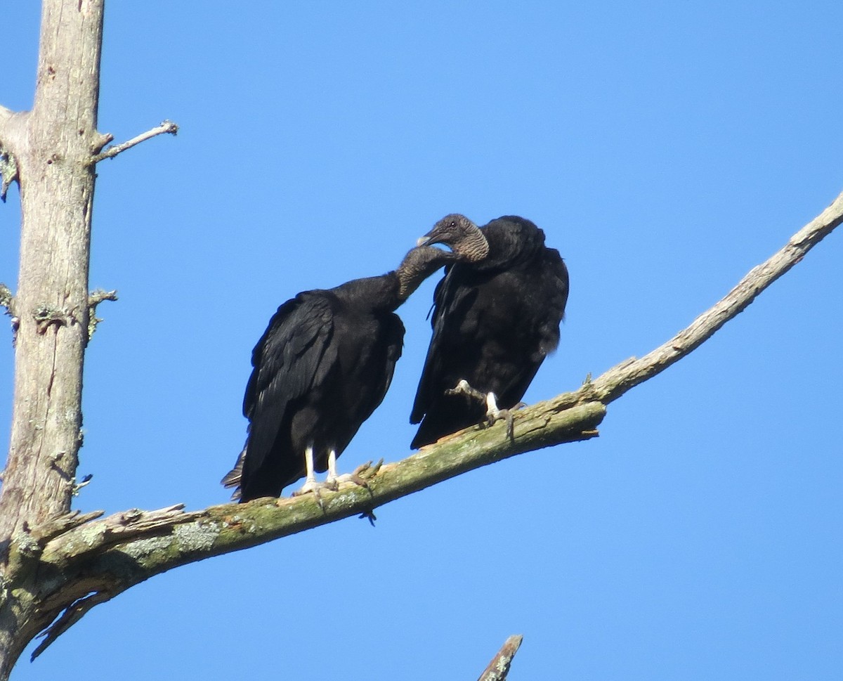 Black Vulture - ML619731936