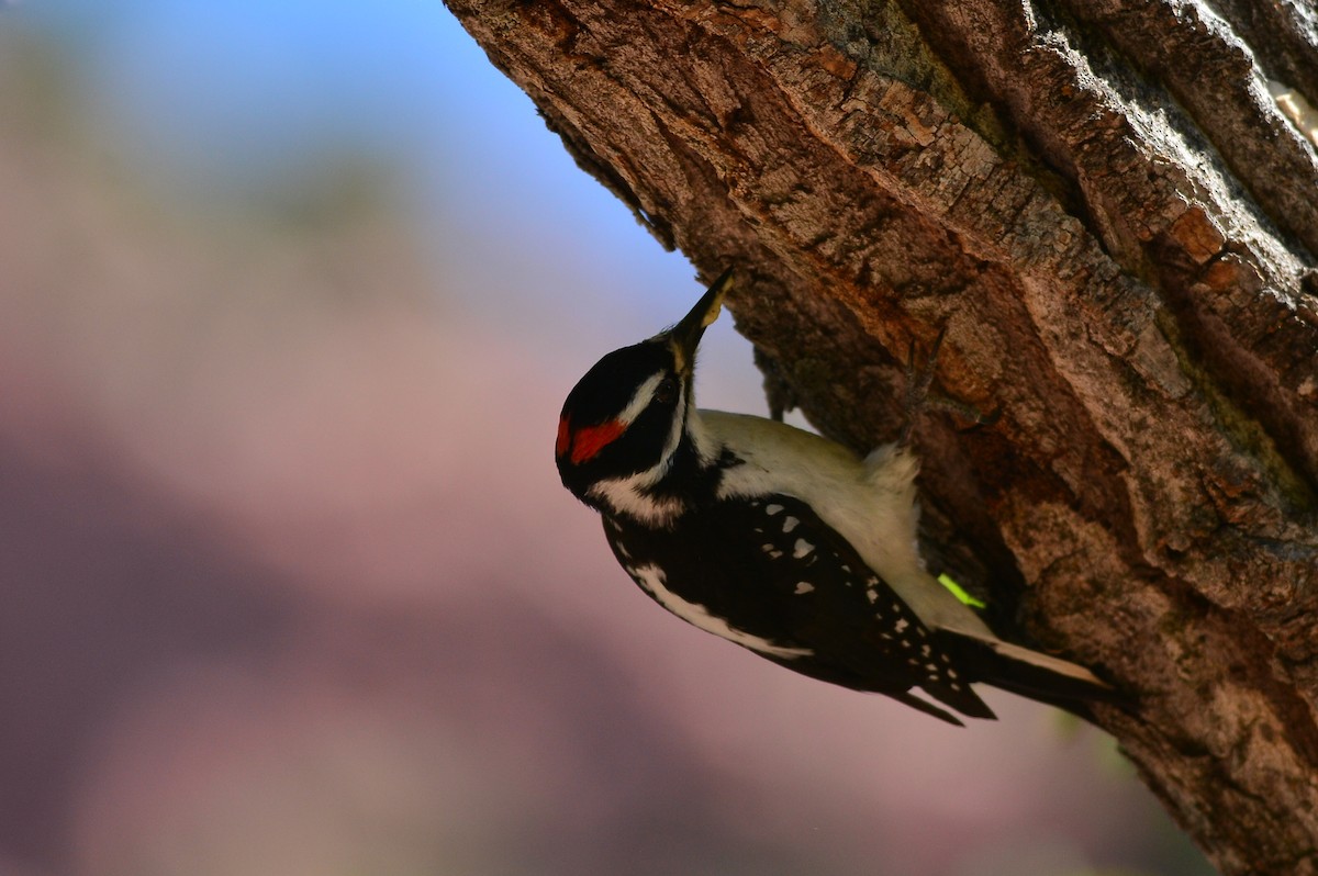 Hairy Woodpecker - ML619731952