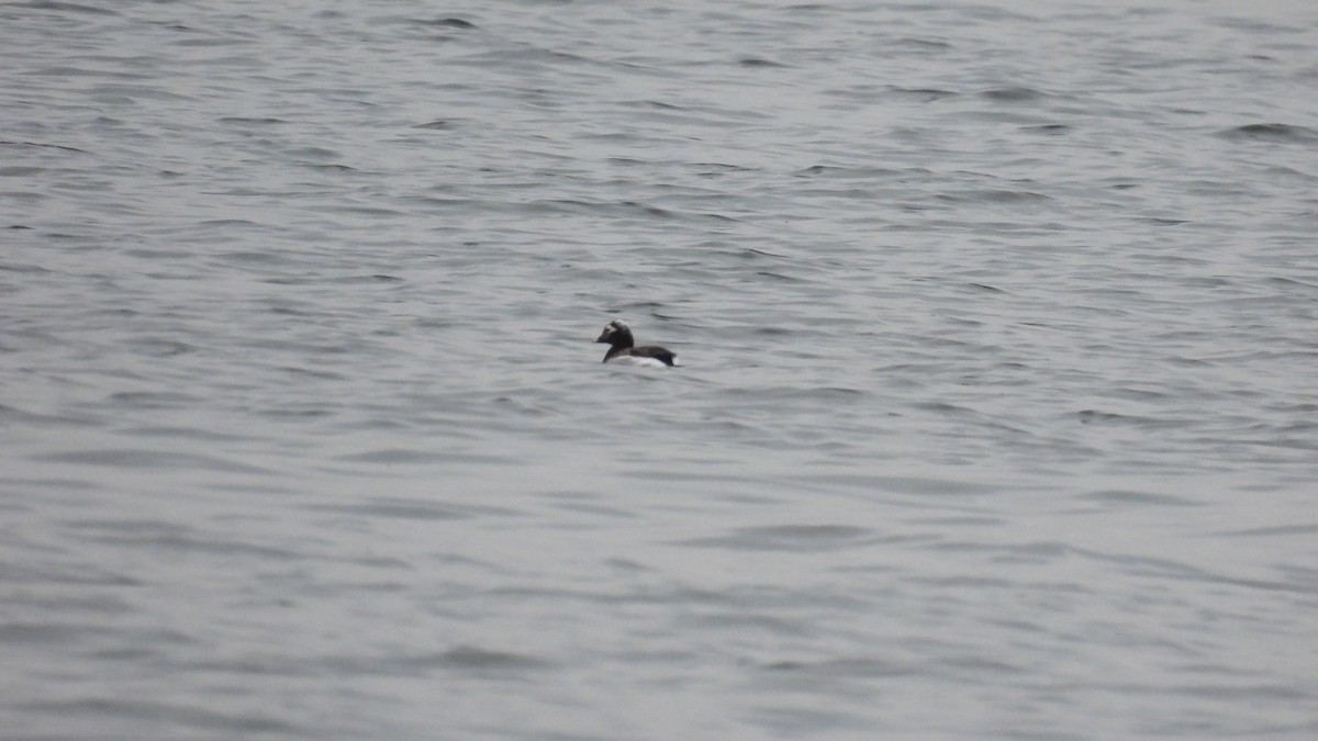 Long-tailed Duck - ML619731971