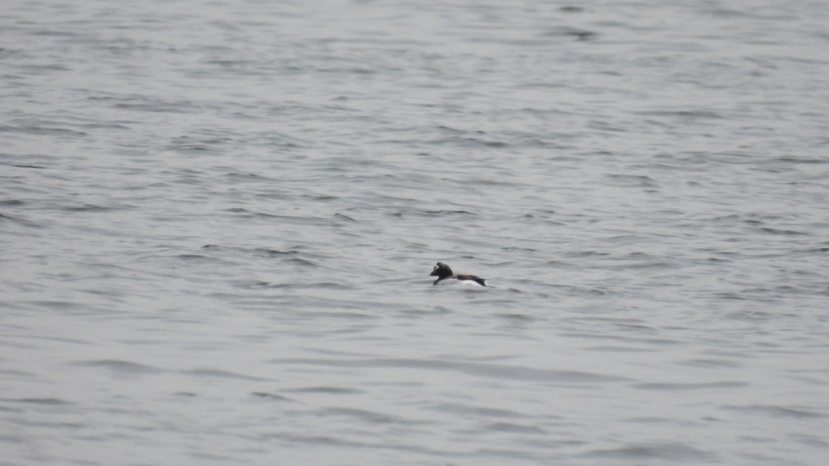 Long-tailed Duck - ML619731972