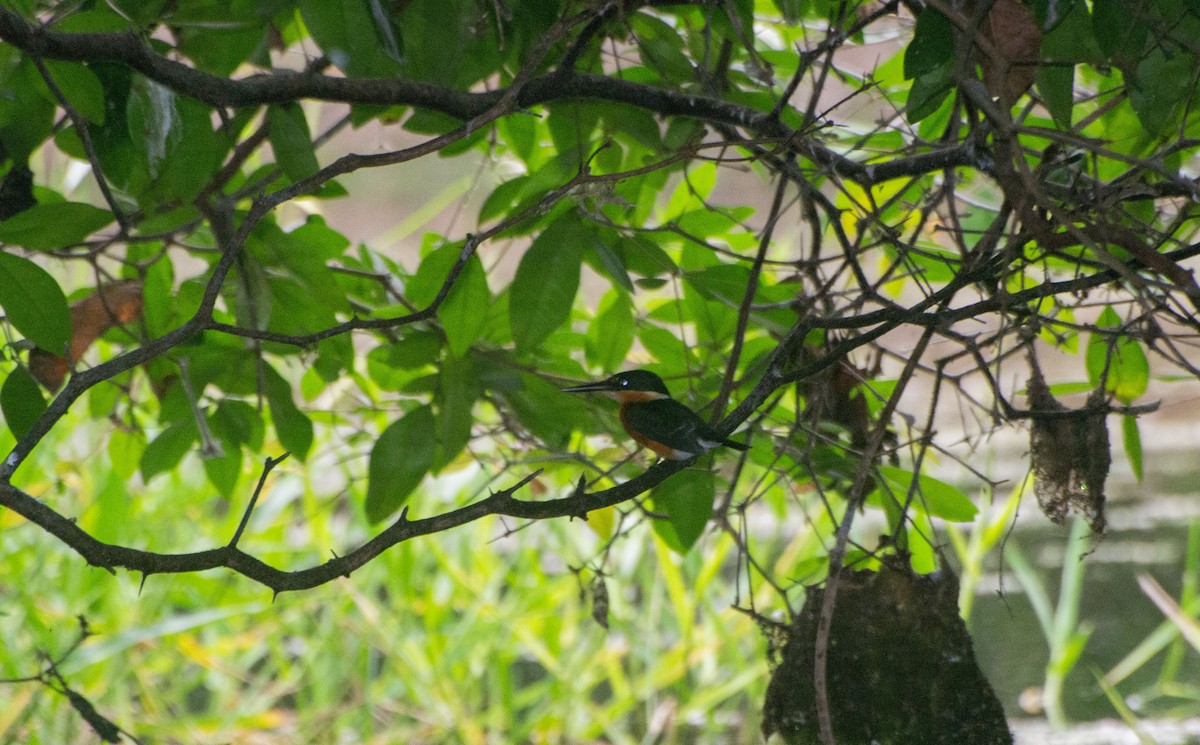 American Pygmy Kingfisher - ML619731977