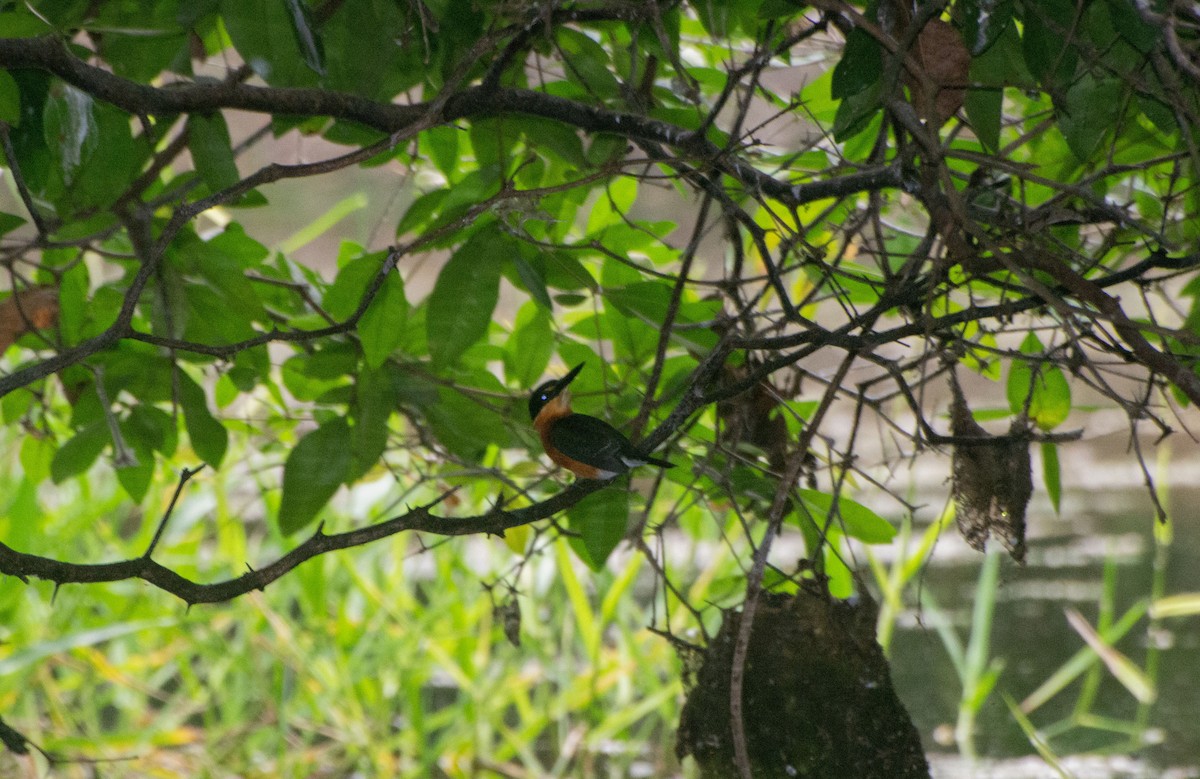 American Pygmy Kingfisher - ML619731978
