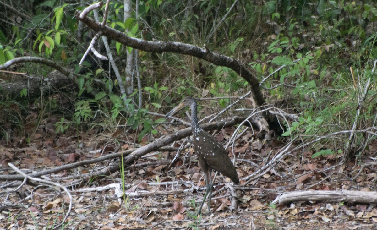 Limpkin - ML619731983