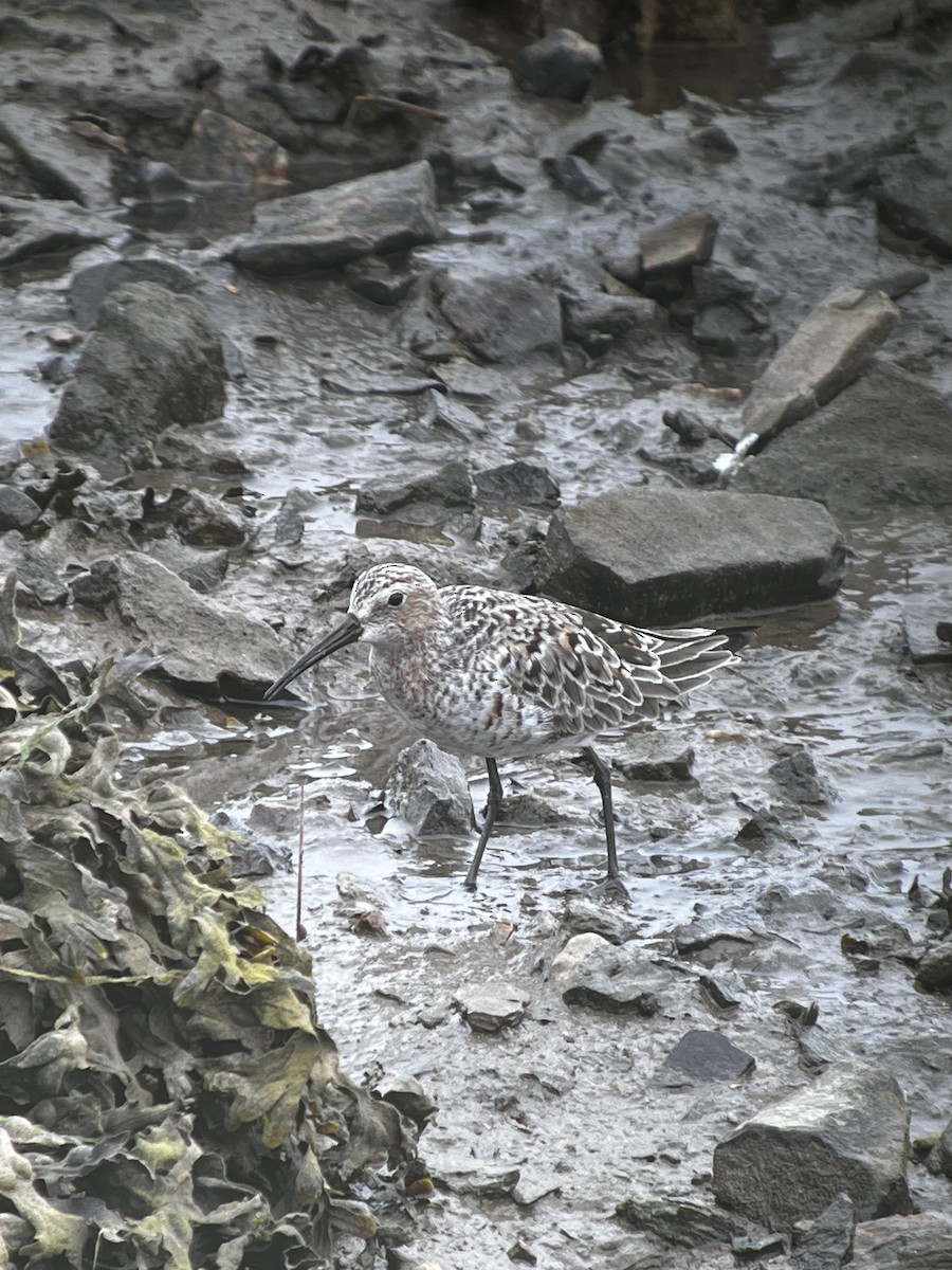 Curlew Sandpiper - ML619731994