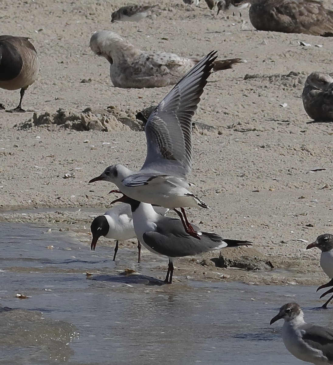 Black-headed Gull - ML619732010