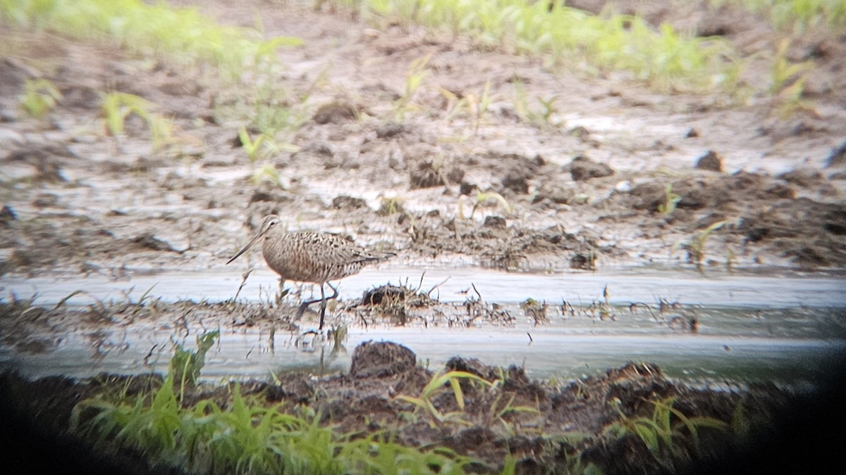 Hudsonian Godwit - ML619732028