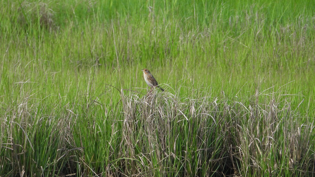 Saltmarsh Sparrow - ML619732045