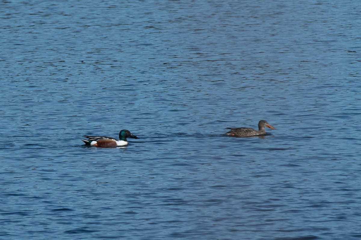 Northern Shoveler - ML619732075