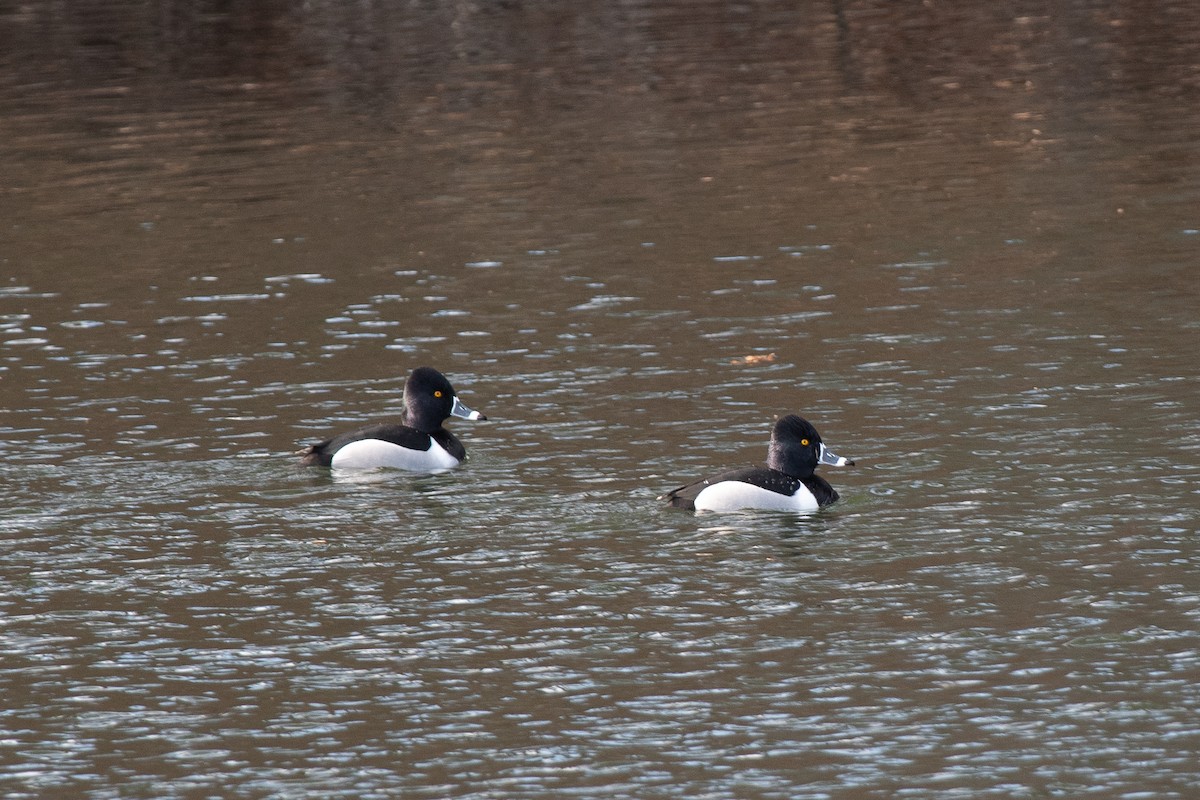 Ring-necked Duck - ML619732087