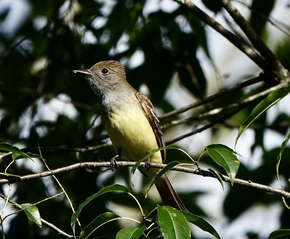 Great Crested Flycatcher - ML619732102