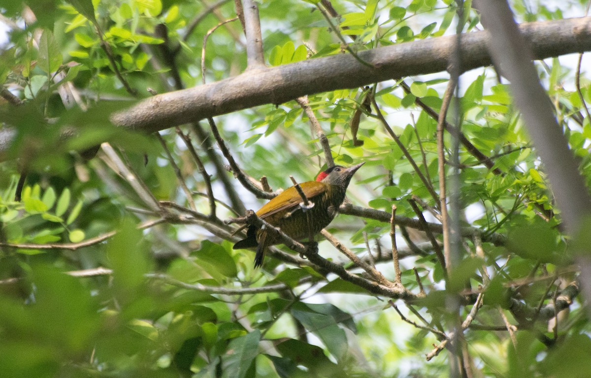 Golden-olive Woodpecker - ML619732120