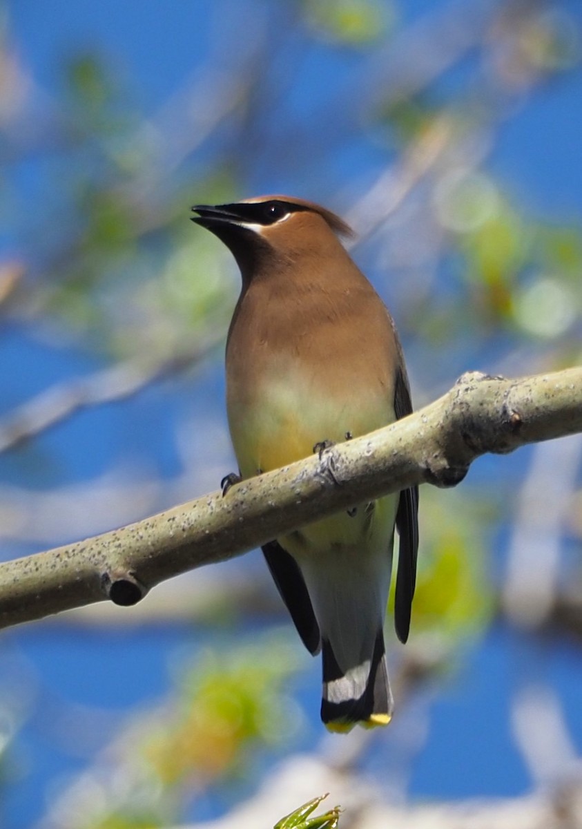 Cedar Waxwing - ML619732126