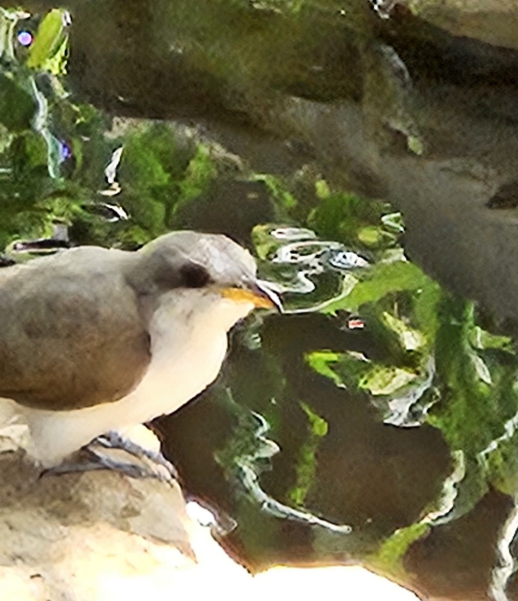 Yellow-billed Cuckoo - ML619732133