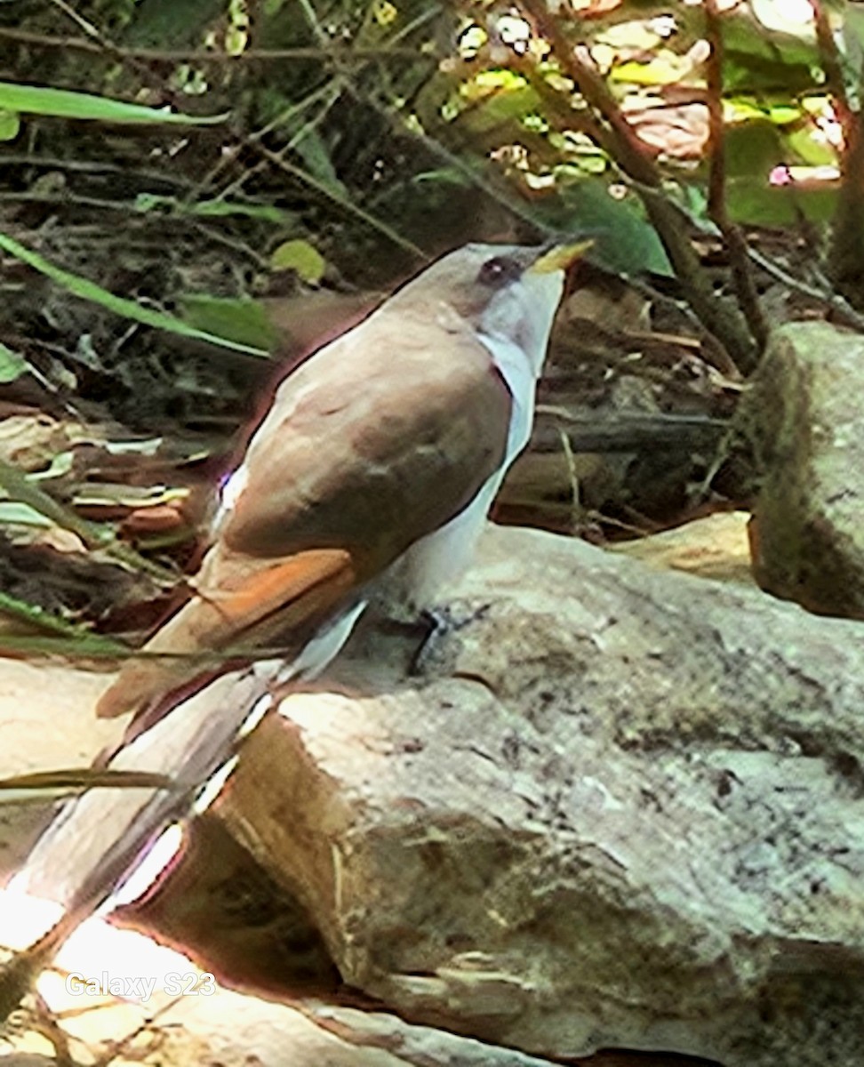 Yellow-billed Cuckoo - ML619732134