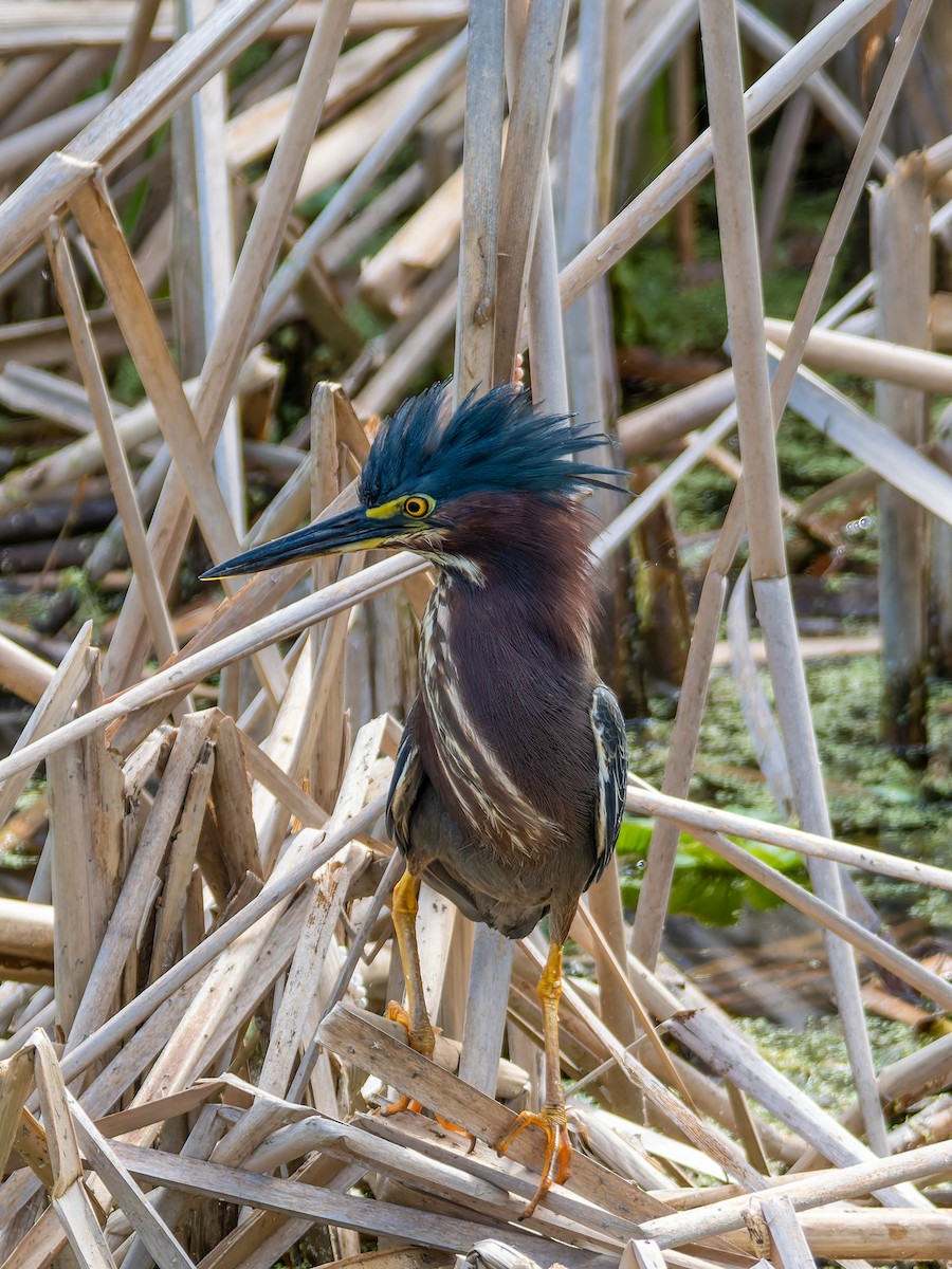 Green Heron - ML619732146