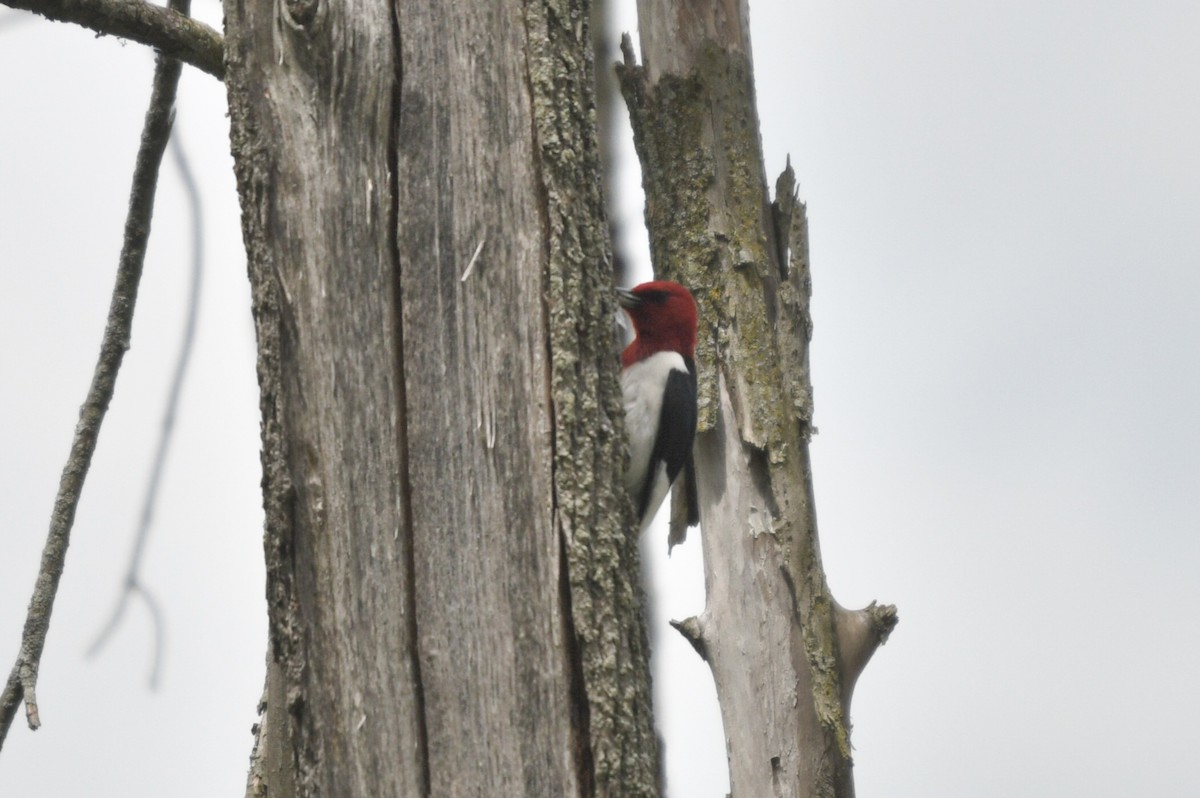 Pic à tête rouge - ML619732165