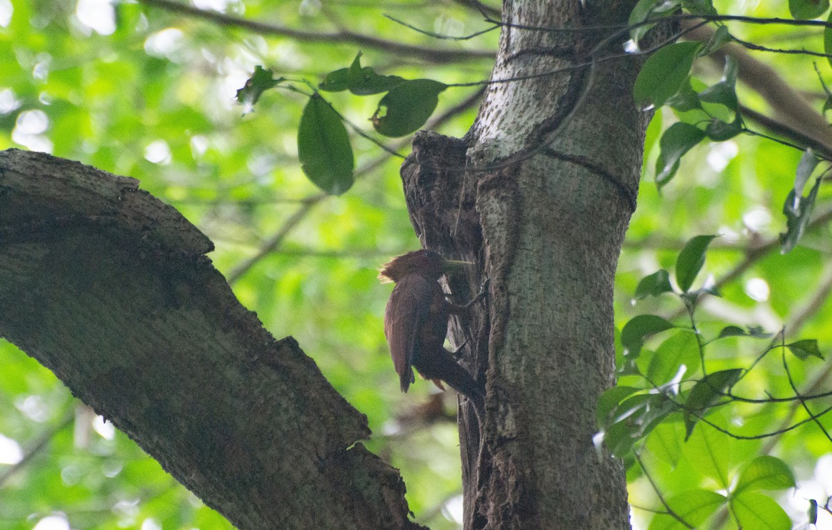 Chestnut-colored Woodpecker - ML619732177